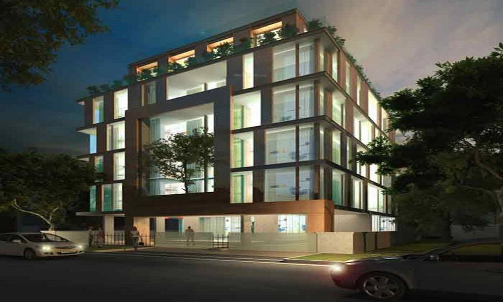 Krishvi Bougainvillea