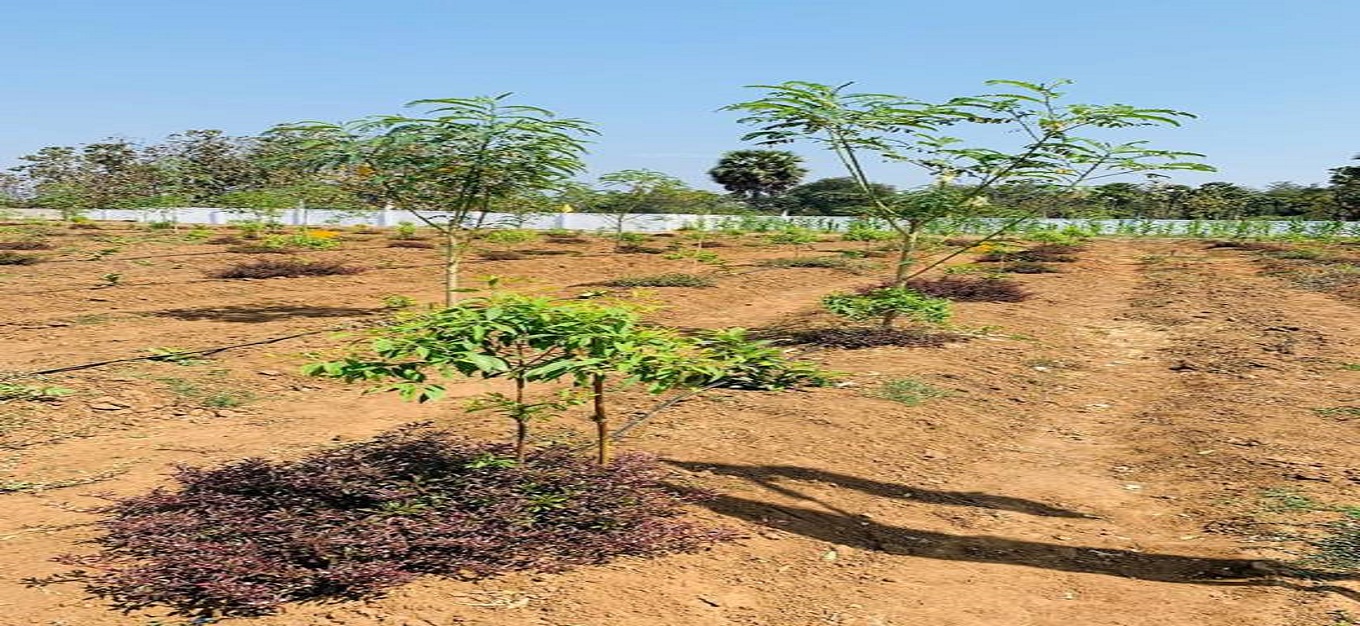 Vivaan Aroma Gardens