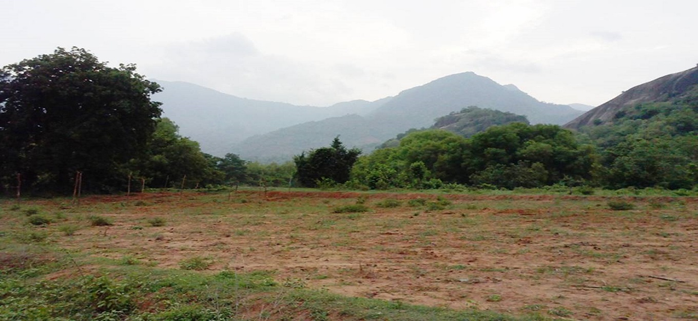 Kalidindi Sandal County