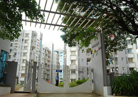 Golden Gate Golden Blossom